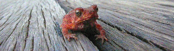 sapo